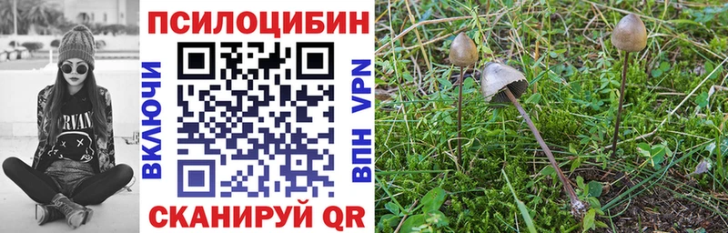 Псилоцибиновые грибы Psilocybine cubensis  сколько стоит  Кудрово 